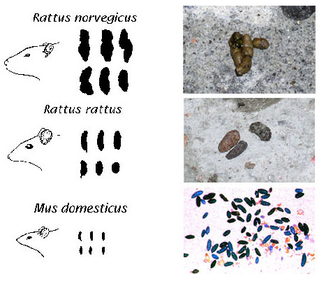 Ratti - Riconoscimento e note ecologiche